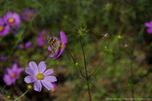 コスモス・蝶